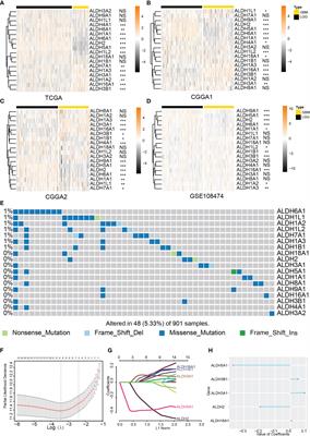 The ALDH Family Contributes to Immunocyte Infiltration, Proliferation and Epithelial-Mesenchymal Transformation in Glioma